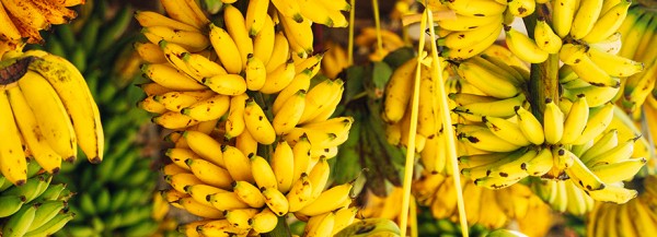 सबैभन्दा बढी विषादी केरामा भेटियो