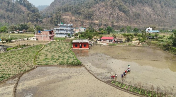 चैते धानखेतीमा किसानलाई आकर्षित गर्न अनुदान