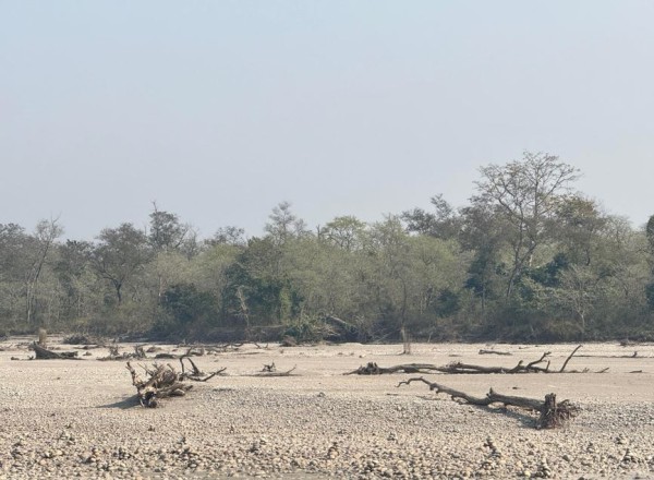 कर्णालीमा हरेक वर्ष बग्छन् करोडौँका काठ