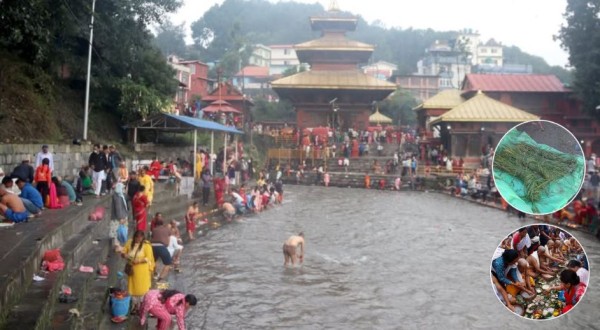 आज कुशे औँसी तथा पितृसम्मान, पवित्र कुश घर-घरमा भित्र्याइदै