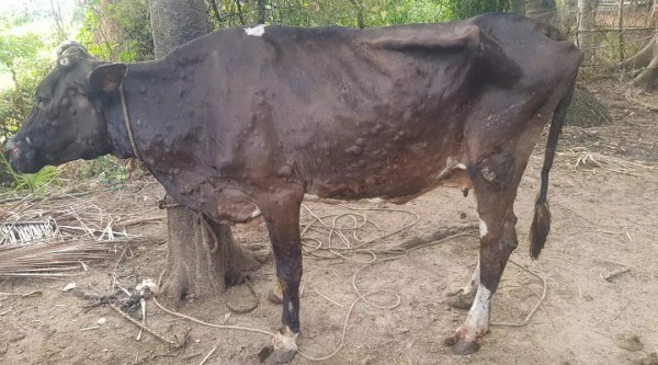 ताप्लेजुङमा लम्पी स्किन संक्रमणले २ सयभन्दा बढी चौपाया मरे