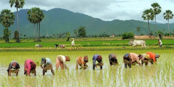 आज असार १५: राष्ट्रिय धान दिवस एवं दहीचिउरा खाने पर्व मनाइँदै