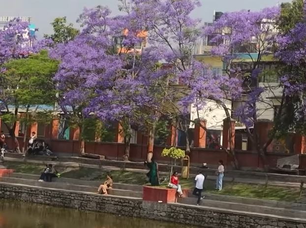 कमल पोखरीको छेउ छाउमा फुलेका ज्याकाराण्डा फूल