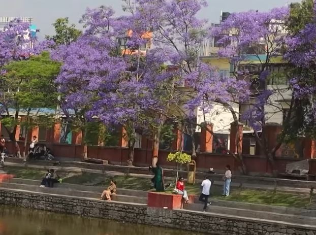 कमल पोखरीको छेउ छाउमा फुलेका ज्याकाराण्डा फूल