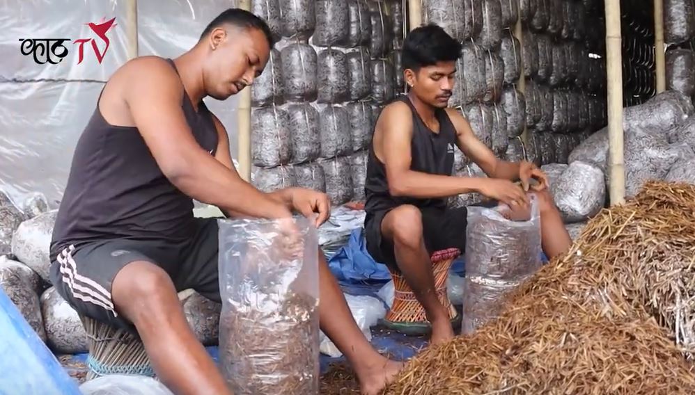 विदेशबाट फर्किएर च्याउखेतीमा रमाउँदै अजित भुजेल