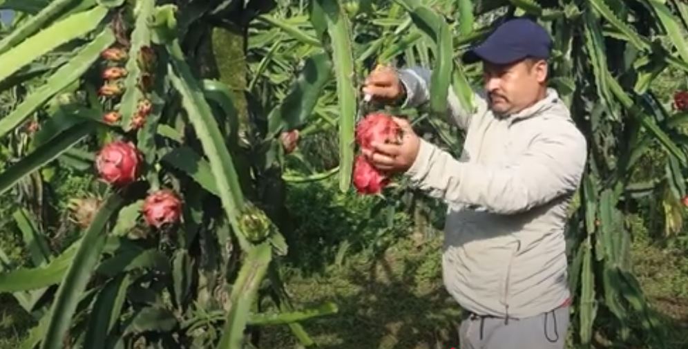गोलढुङ्गामा व्यवसायिक ड्रागन फ्रुट खेती