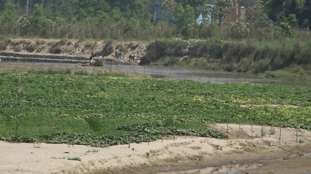 कैलालीको कैलारी गाउँपालिकामा बगरमा खेती गर्नेलाई शतप्रतिशत अनुदान