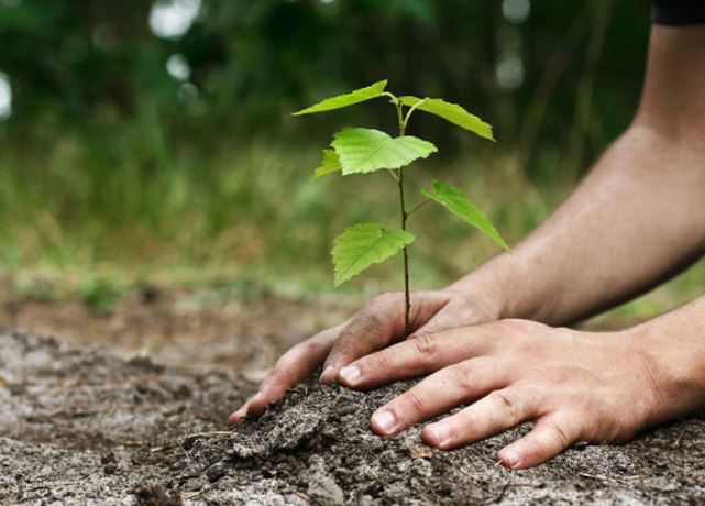 कालीकोटको रास्कोट नगरपालिकामा ‘एक घर, एक ओखर बिरुवा’ अनिवार्य