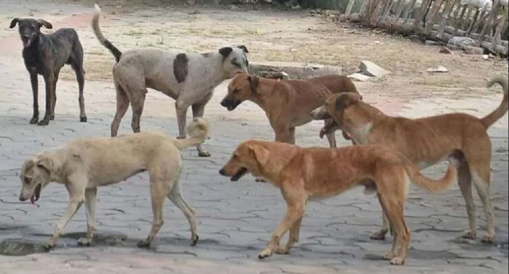 काठमाडौंका सामुदायिक कुकुरहरुमा देखियो प्राणघातक डिस्टेम्पर रोग