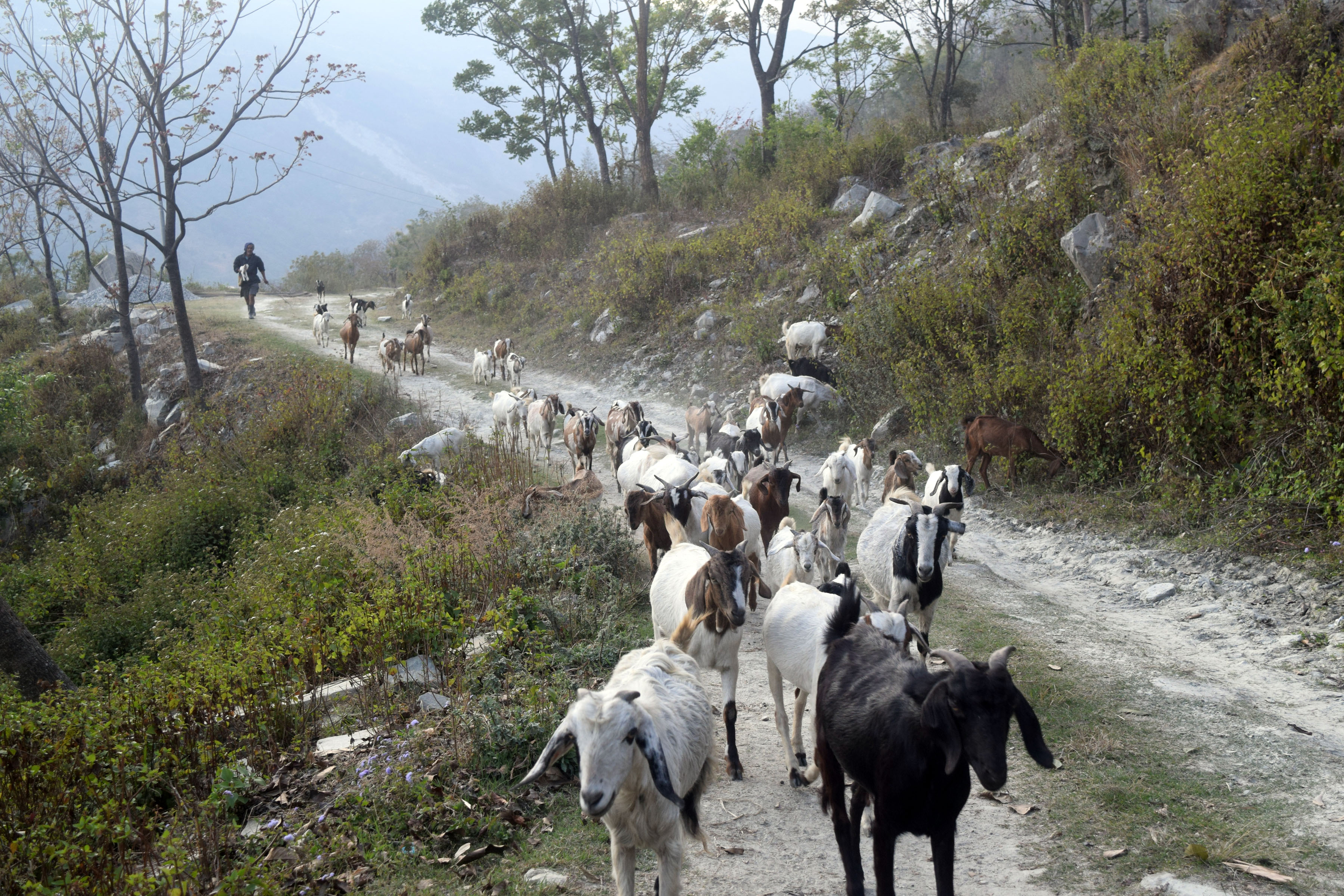 बाख्रापालन