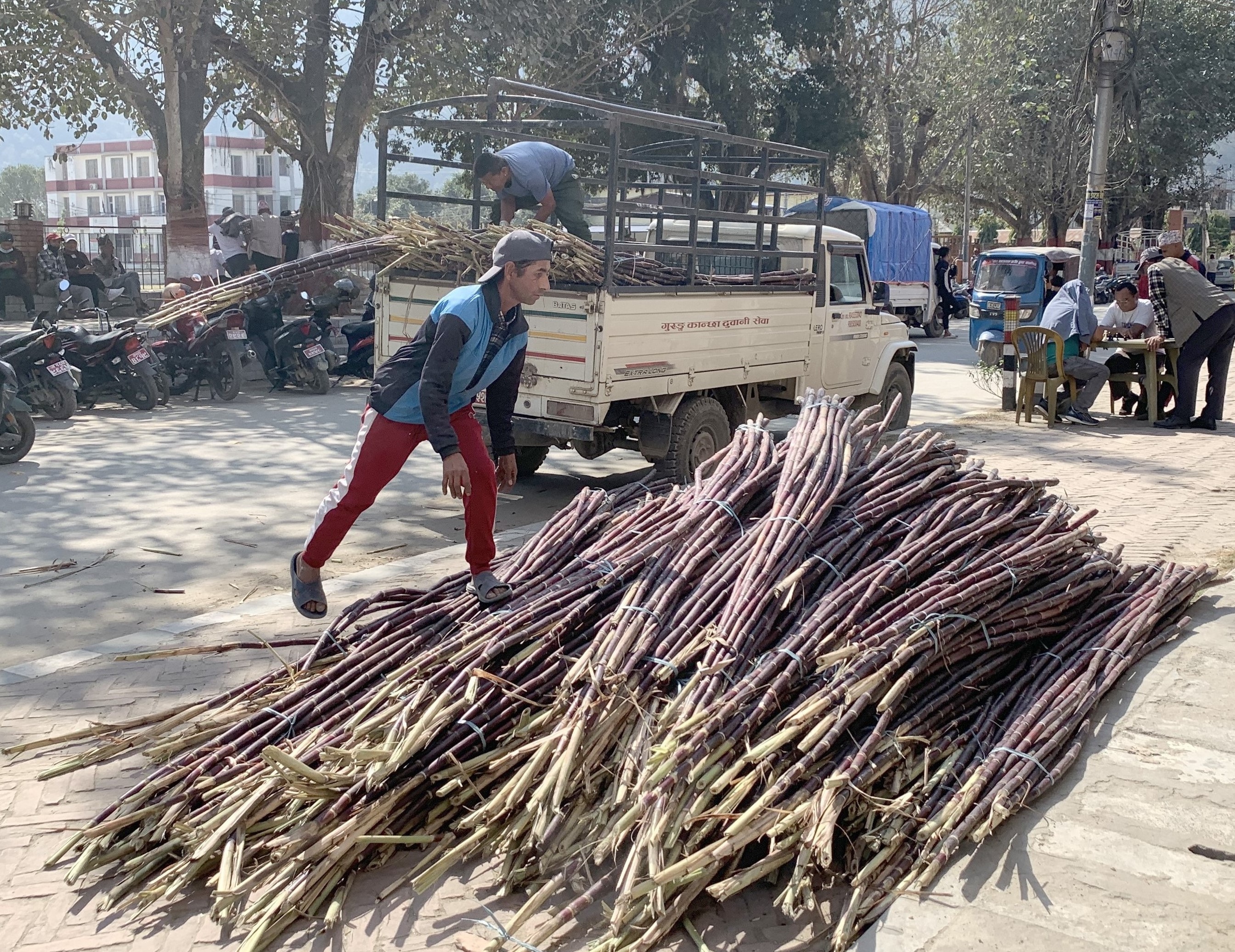 महाशिवरात्रि पर्वका लागि उखु झारिँदै