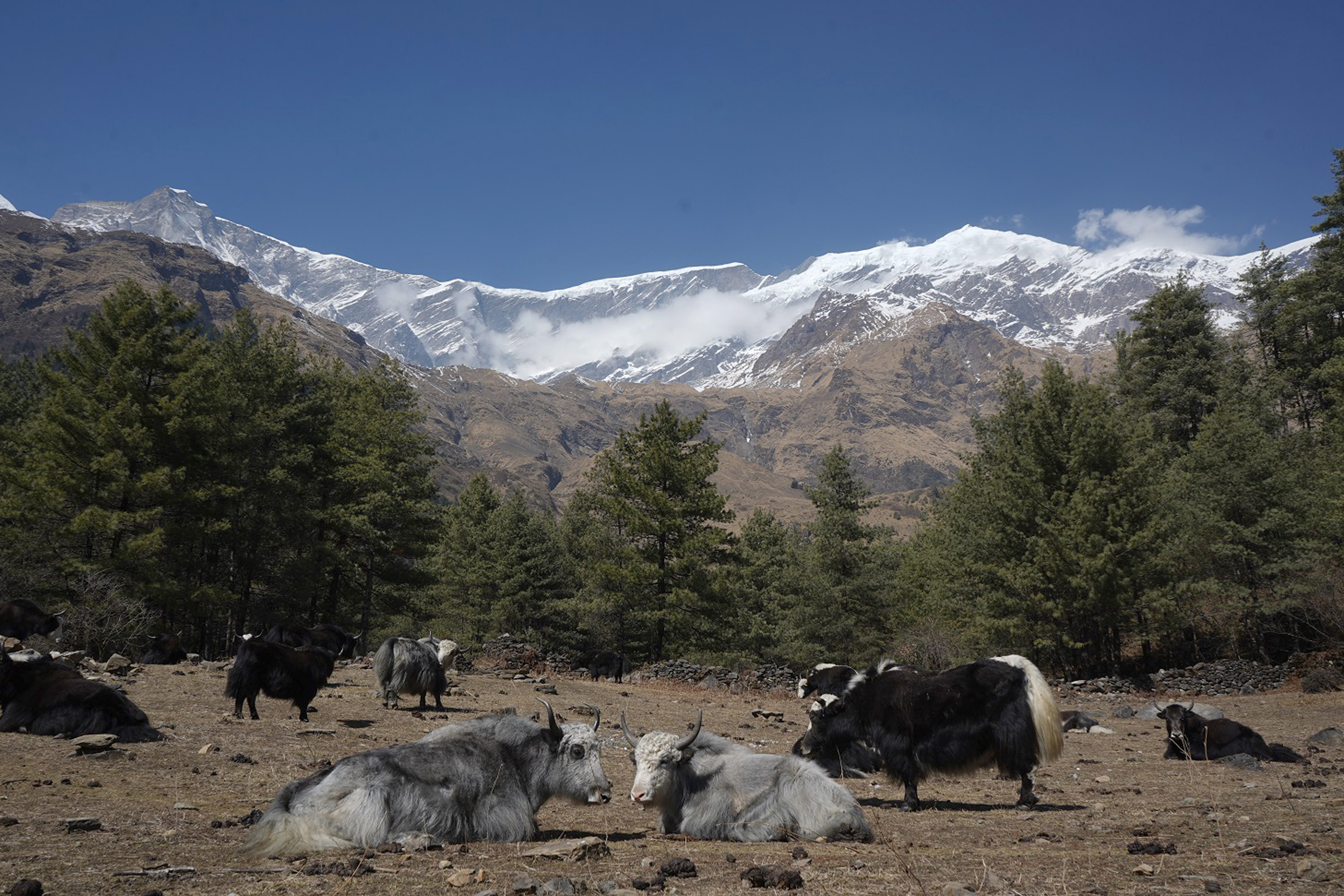 खर्कमा थुप्रिएका चौँरी गाई