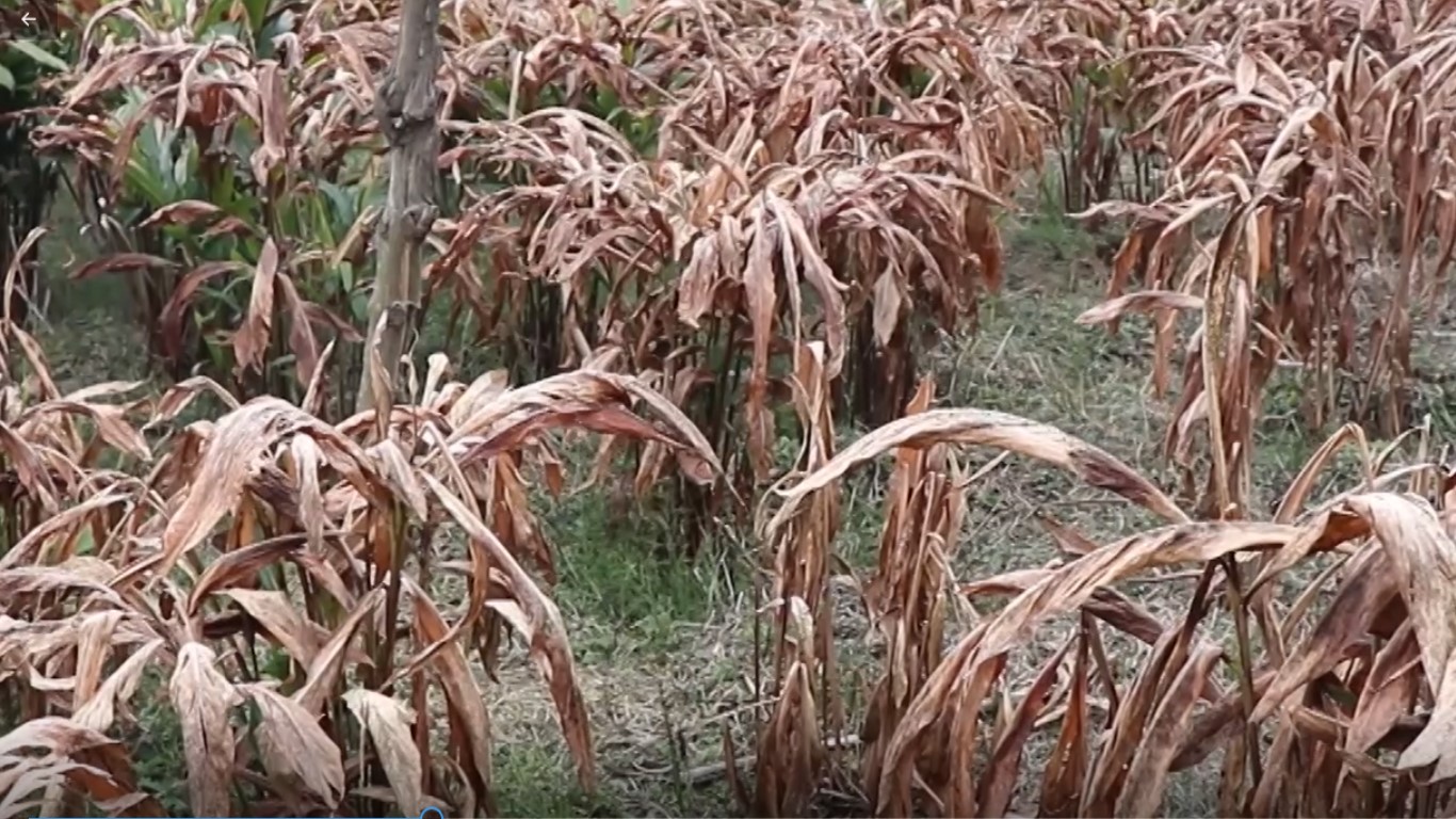 डढुवा रोगले अलैँची बगान नै सखाप