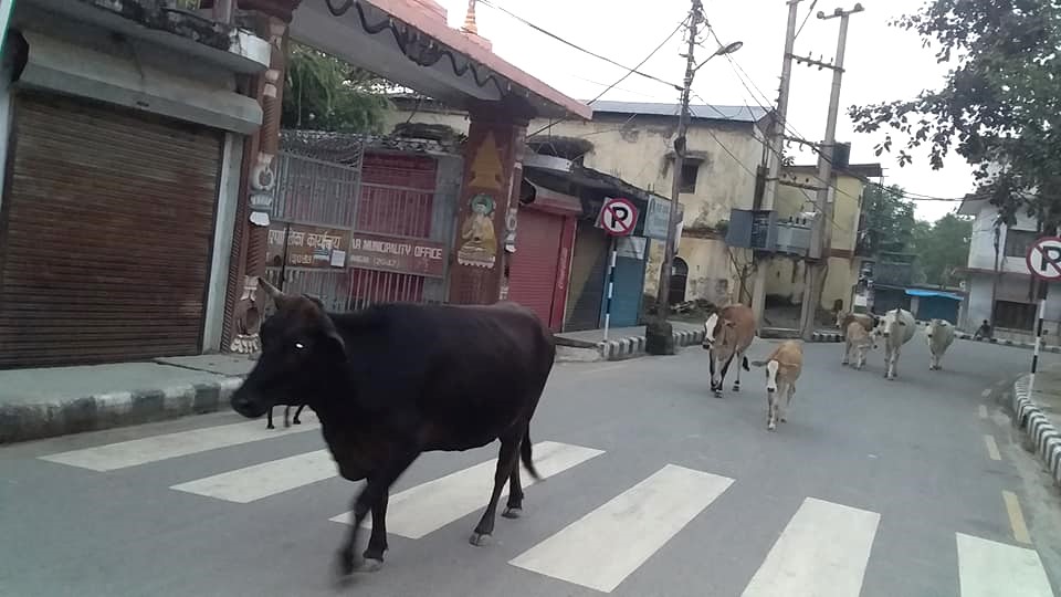 पशु सडकमा आउन नदिन नयाँ सोच र विधि अपनाउन जरुरी छ
