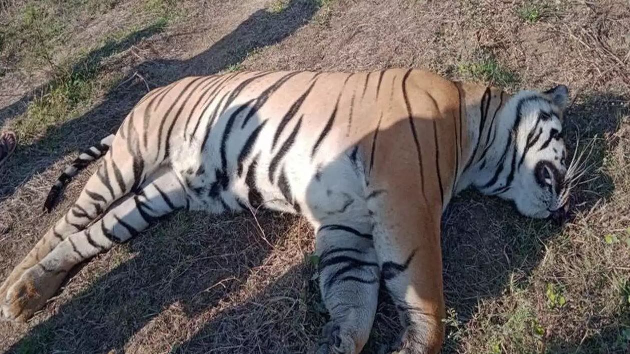 बाँकेमा मृत भेटिएको बाघको शवपरीक्षण, भोको भएका कारण मृत्यु