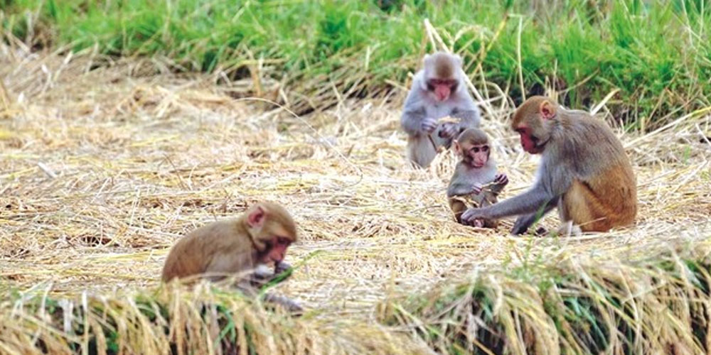 बाँदर आतङ्कले किसान हैरानी, कुरुवा बस्दै बित्छ दिन