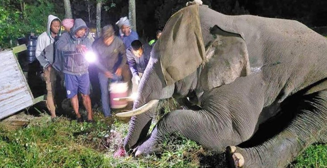 चञ्चलकलीले ५० दिनपछि काँटिएकै सुँडबाट दाना खान थाल्यो