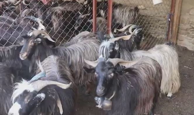 च्याङग्राको भुुवाको बजार सुुनिश्चित भएपछि किसानलाई अतिरिक्त आम्दानी