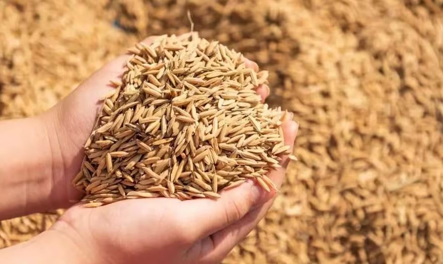 डोटीमा विस्तार हुँदै चैते धानखेती