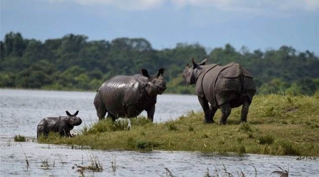 चितवन राष्ट्रिय निकुञ्जबाट तीनवटा भाले गैँडा स्थानान्तरण