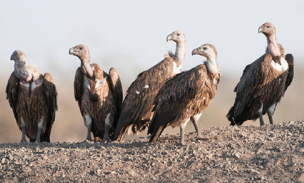 गिद्ध जोगाउन रेष्टुराँ