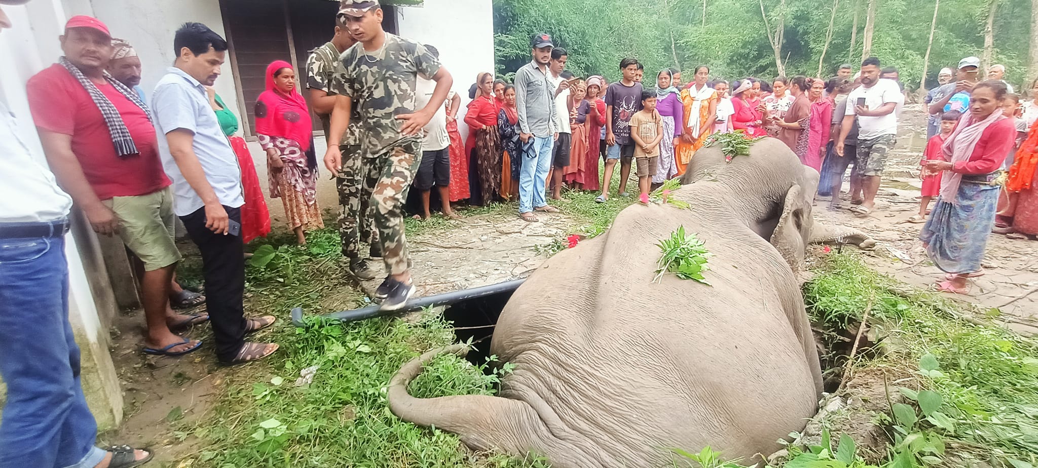 सेफ्टी ट्याङ्कीमा परेर जङ्गली हात्तीको मृत्यु