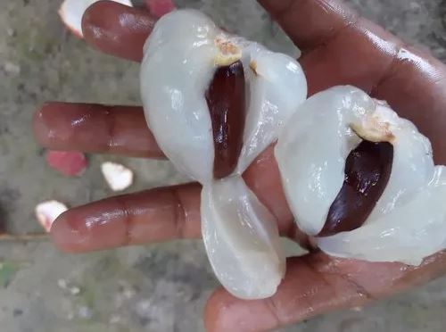 घाँटीमा लिचीको दाना अड्किएर एक बालकको मृत्यु