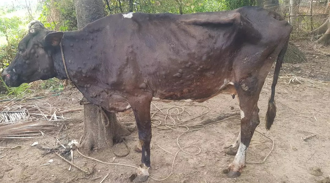 ताप्लेजुङमा लम्पी स्किन संक्रमणले २ सयभन्दा बढी चौपाया मरे