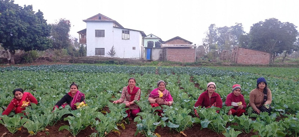 तरकारी खेतीले बदलिएको महिलाको दैनिकी