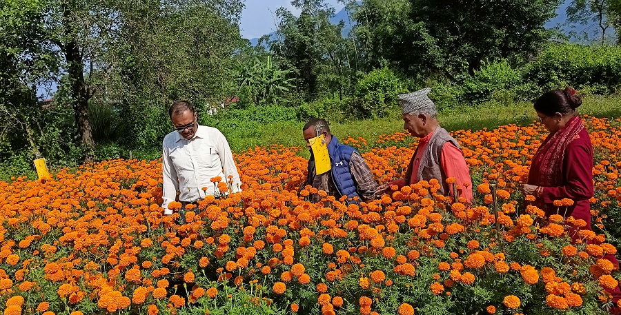 सयपत्रीको फूल बेचेर नौ लाख कमाएका युवा भन्छन्, 'आजभोलि पैसा कमाउन विदेश जाने सोच आउँदैन'