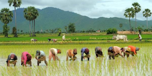 आज असार १५: राष्ट्रिय धान दिवस एवं दहीचिउरा खाने पर्व मनाइँदै