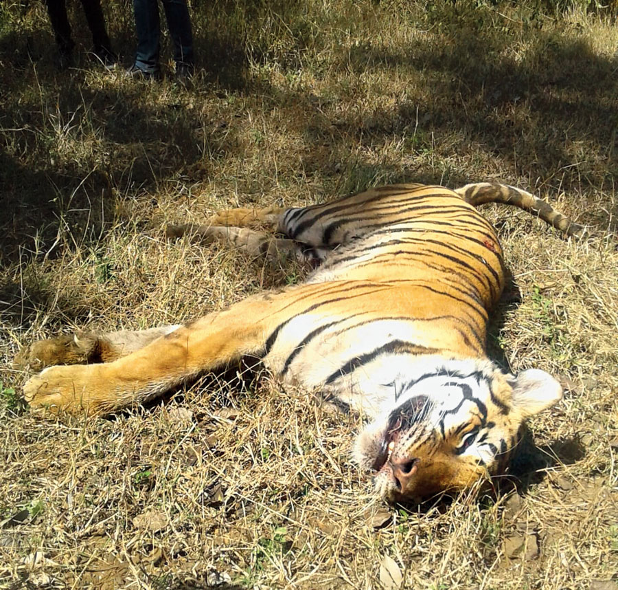 चितवनमा भाले पाटेबाघ मृत फेला