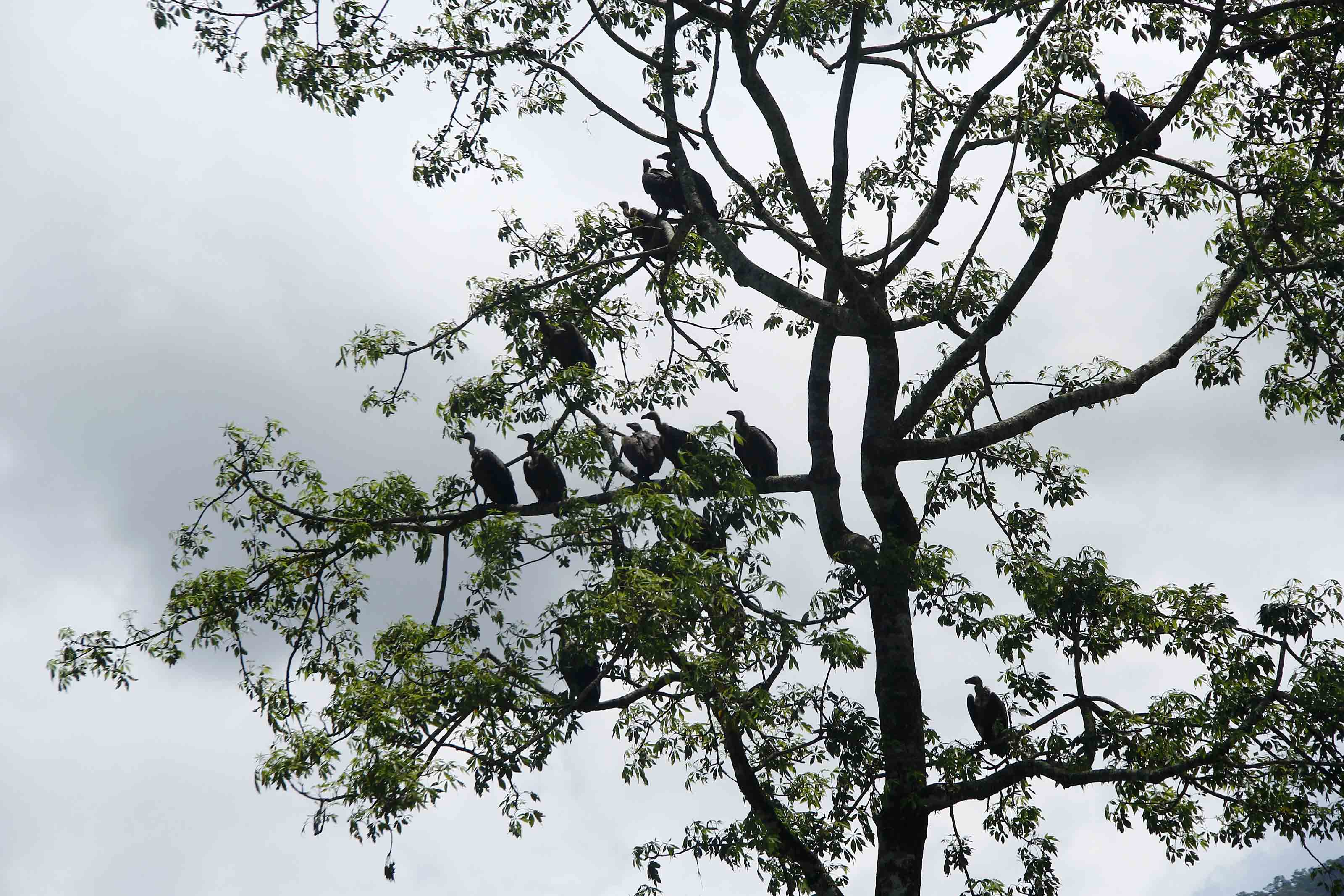 लोपोन्मुख गिद्ध पोखरा अन्तर्राष्ट्रिय विमानस्थलको टाउको दुखाइ