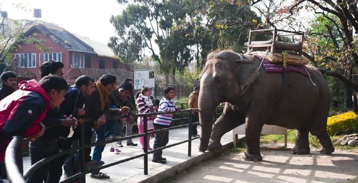 चिडियाखानामा भोटो जात्राले एकै दिन १२ हजार अवलोकनकर्ता, शुल्क आधाभन्दा कम