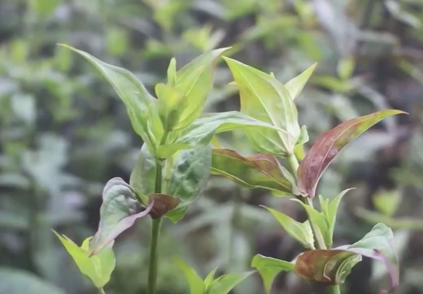 भोजपुर तीनतलेका किसानको मुख्य आम्दानीको स्राेत बन्दै ‘चिराइतो’